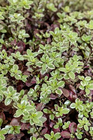 Pittosporum 'Bannow Bay'
