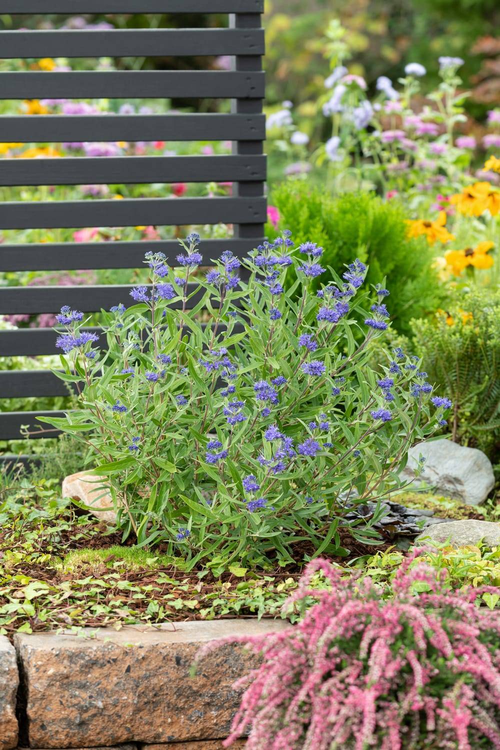 Caryopteris clandonensis 'Blue Fountain' - Barbe bleue