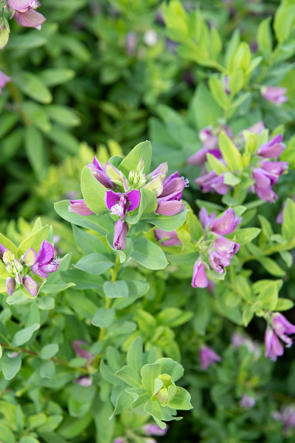 Polygala myrtifolia