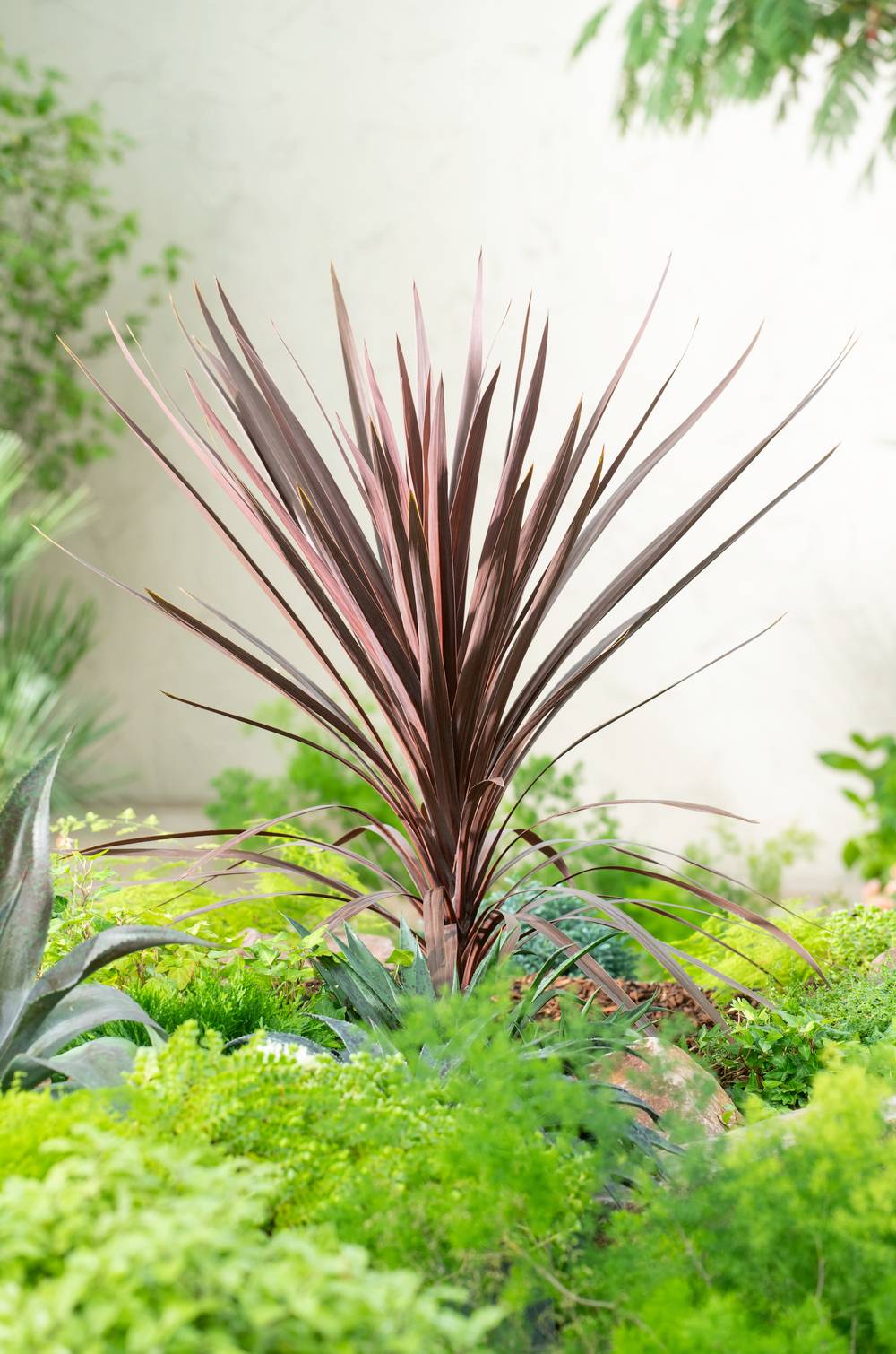 Cordyline australis 'Red Star'
