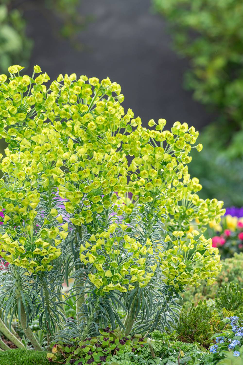 Euphorbia characias 'Shorty' - Euphorbe vivace