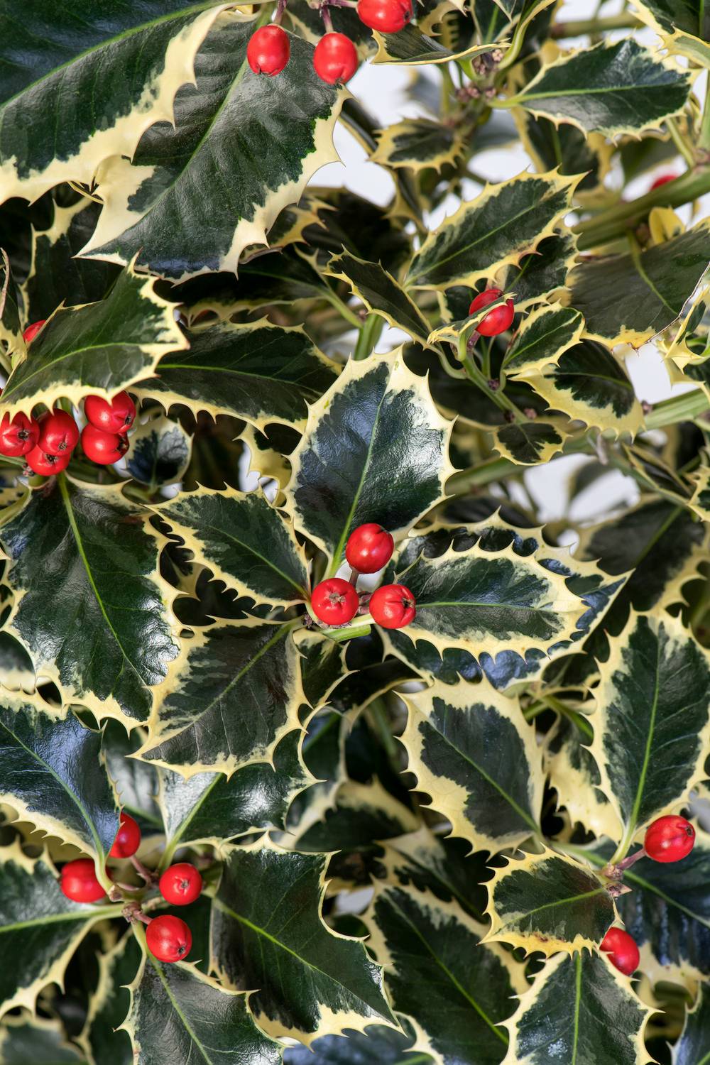 Ilex aquifolium 'Argentea Marginata' - Houx panaché