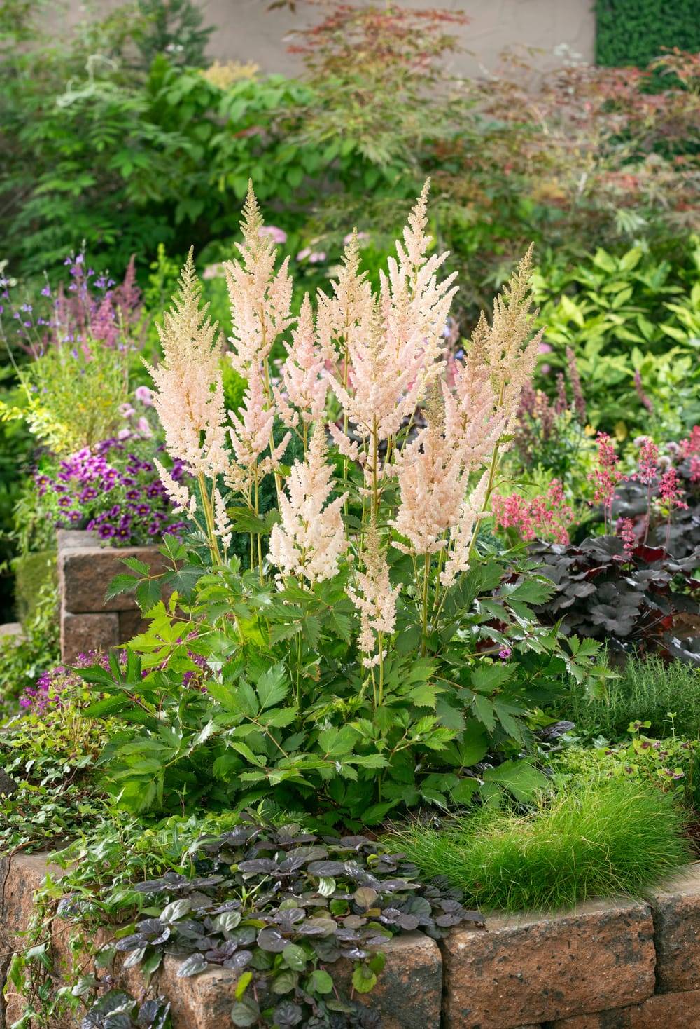 Astilbe chinensis 'Vision In White'