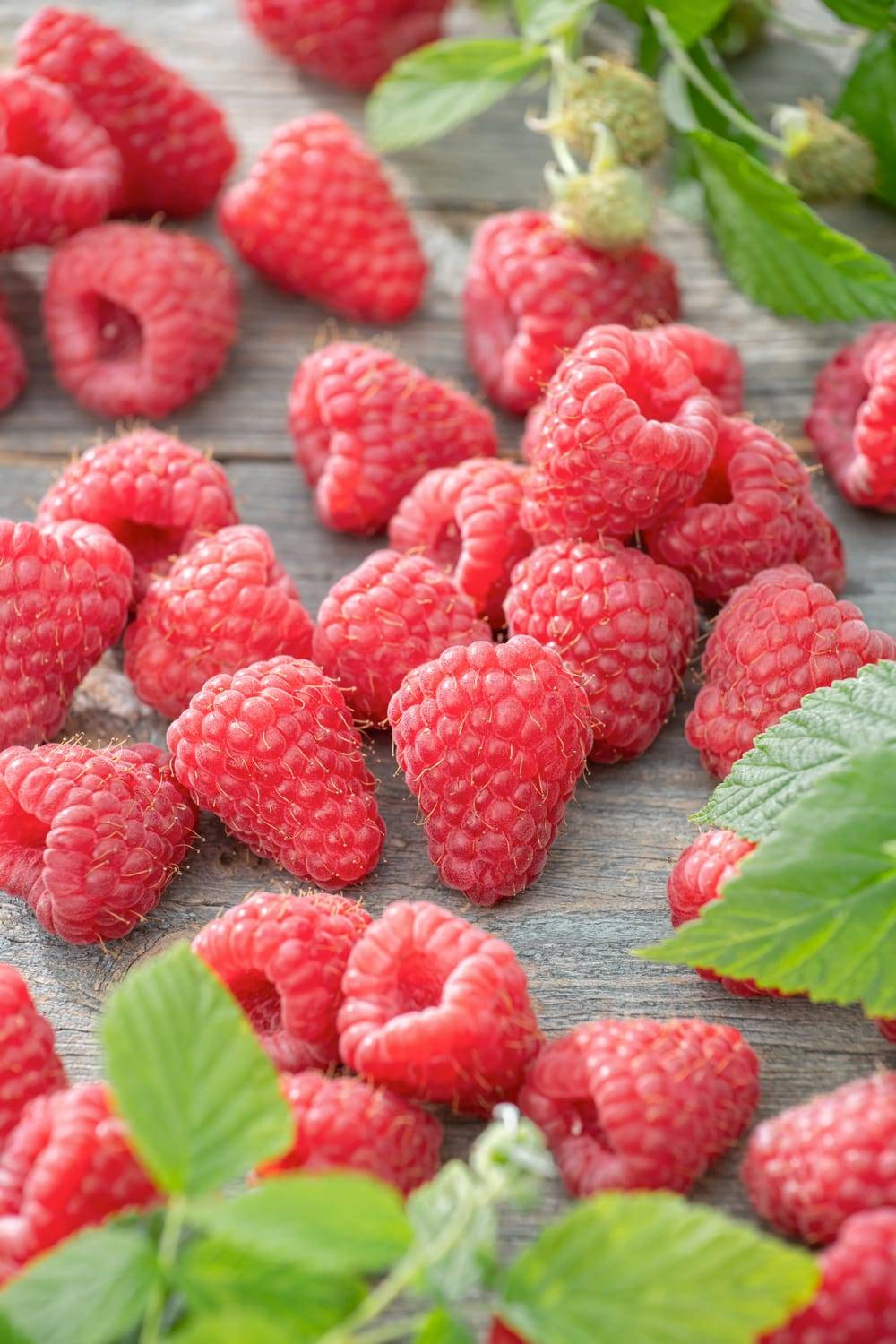 Framboisier 'Summer Chef'