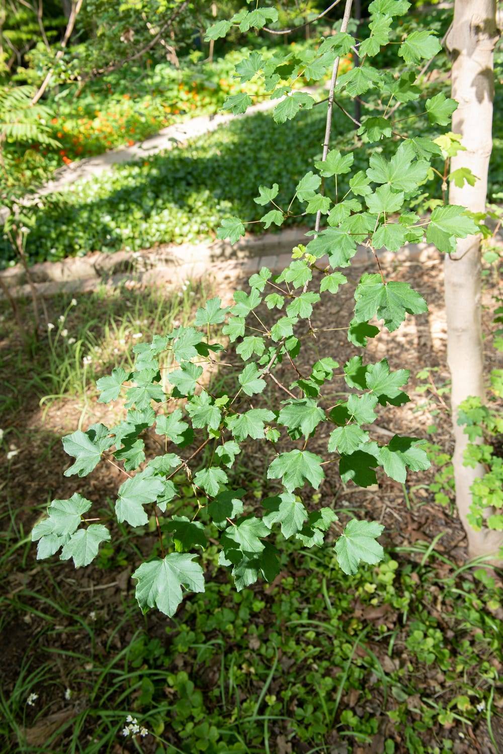 Acer opalus - Érable d'Italie