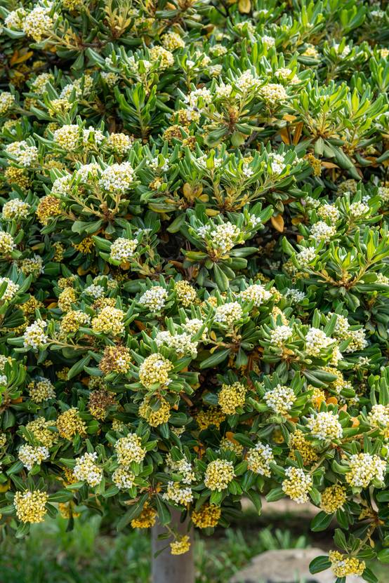 Pittosporum tenuifolium 'Neige du Mont Ventoux' - Pittosporum blanc et vert