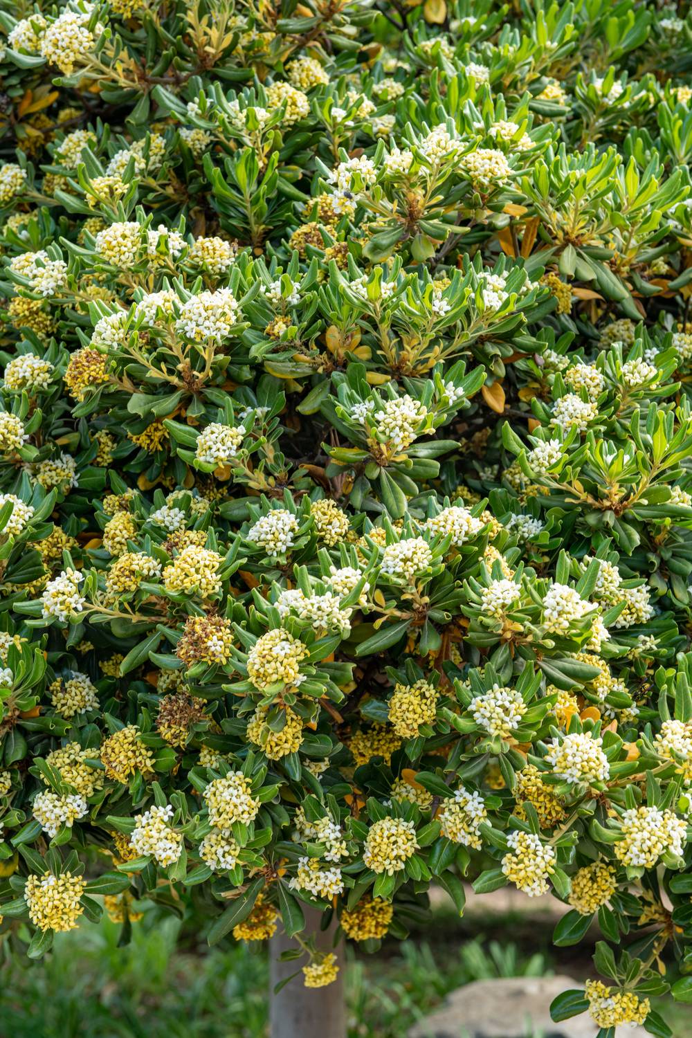 Pittosporum tenuifolium 'Neige du Mont Ventoux' - Pittosporum blanc et vert