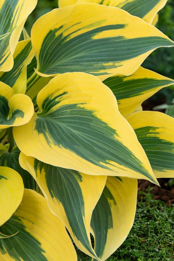 Hosta 'Autumn Frost'