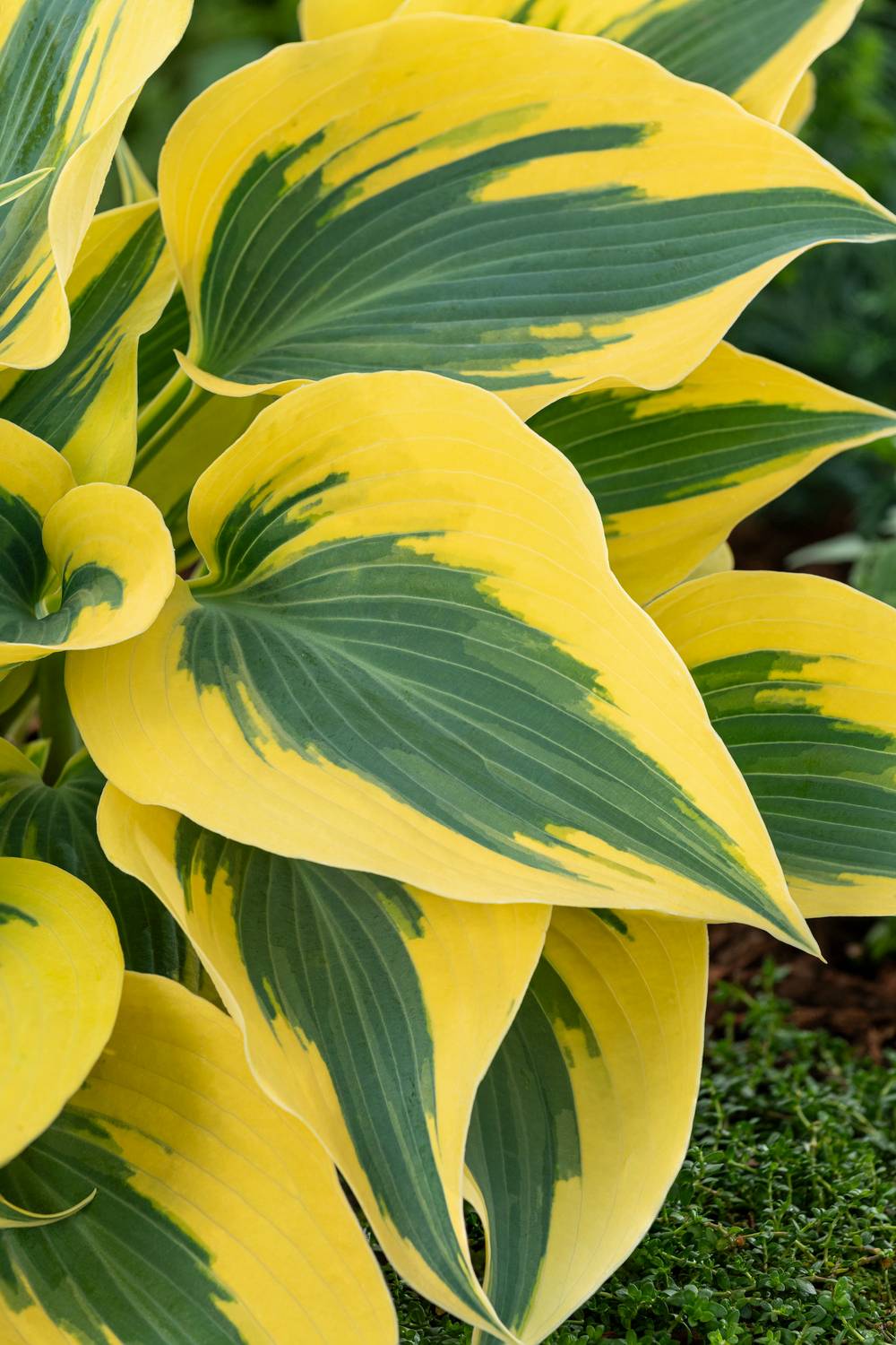 Hosta 'Autumn Frost'