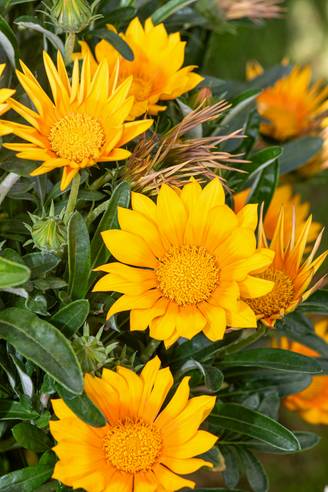 Gazania 'Suncarpet'