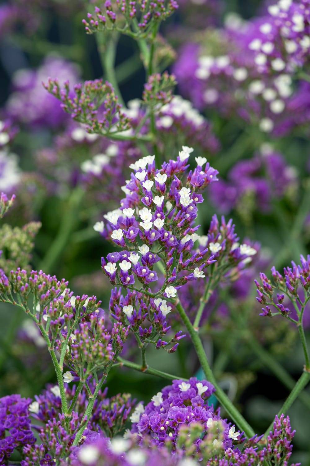Limonium 'Salt Lake' - Statice vivace