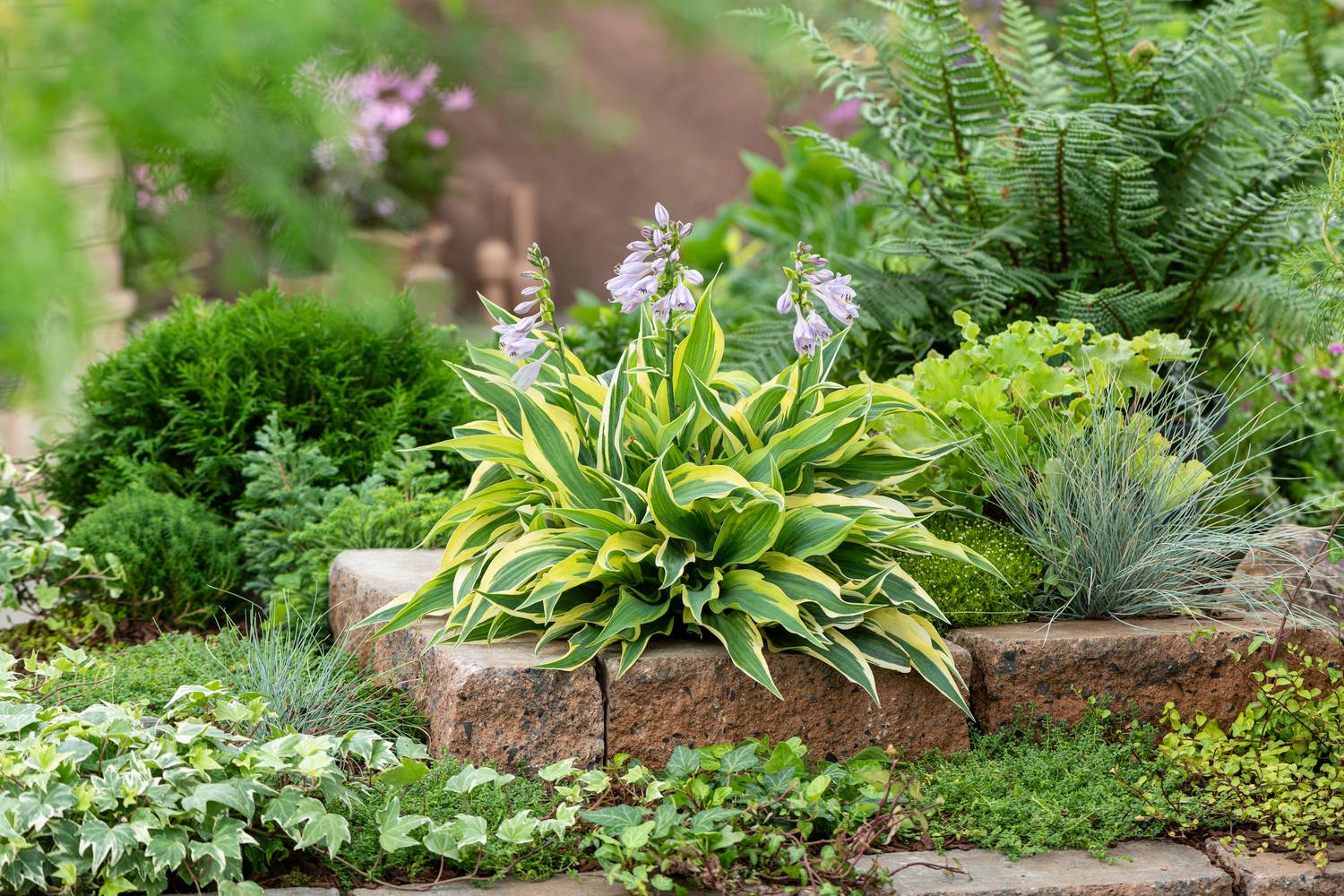 Hosta 'Lakeside Little Tuft'