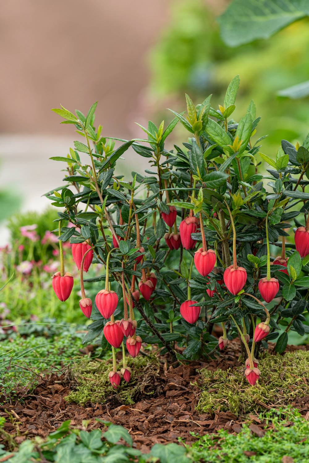 Crinodendron hookerianum