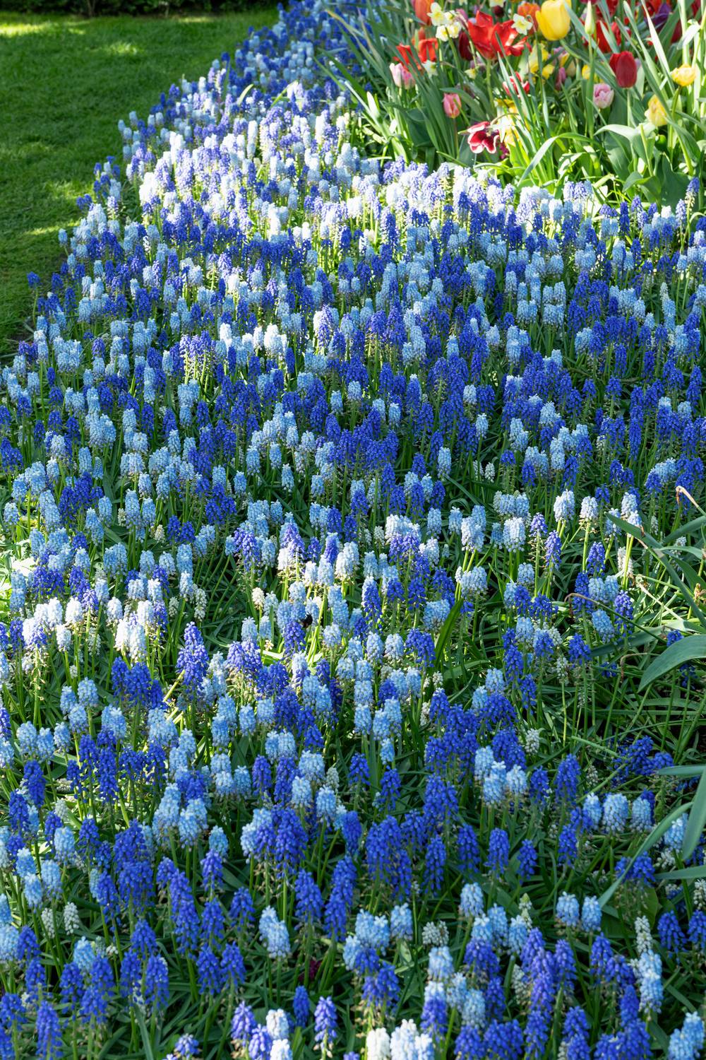 Muscari armeniacum