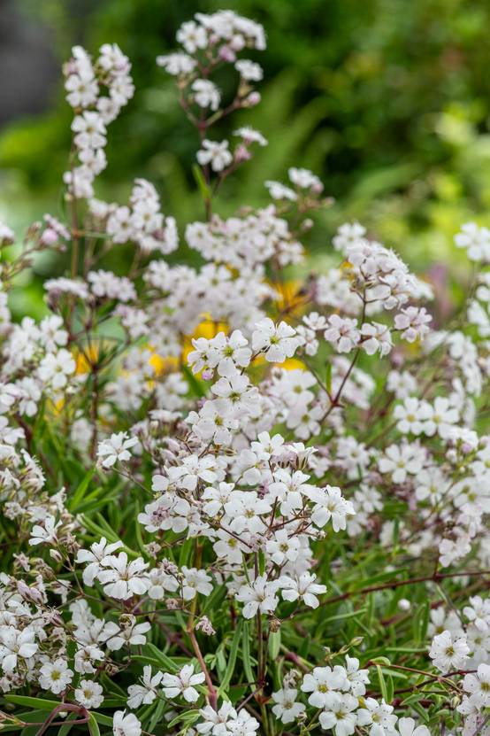 Gypsophila repens 'Filou White' - Gypsophile