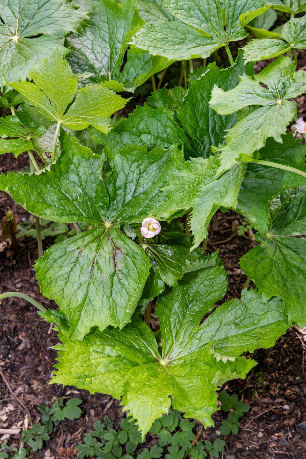 Podophyllum versipelle 'Spotty Dotty'