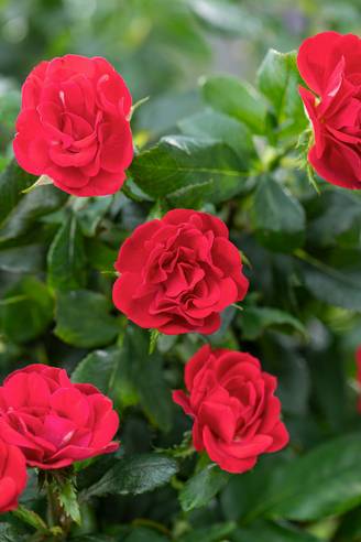 Rosier miniature 'Zepeti'®