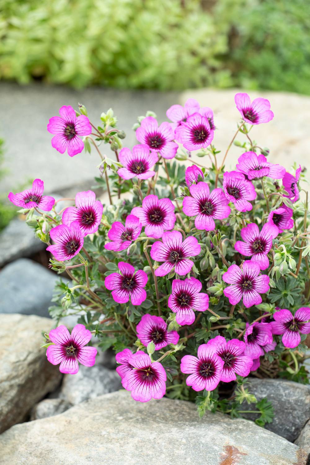 Géranium 'Kelly Anne' - Géranium vivace