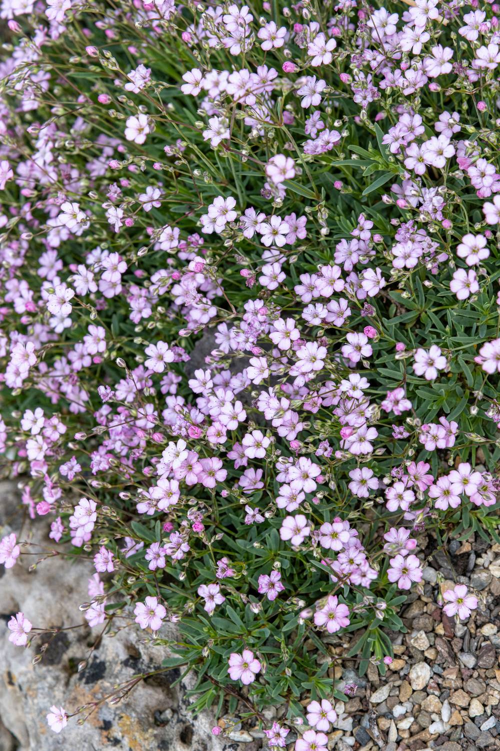 Gypsophila repens - Gypsophile