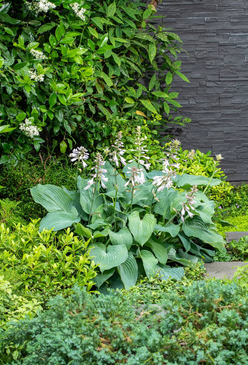 Hosta 'Jurassik Park'