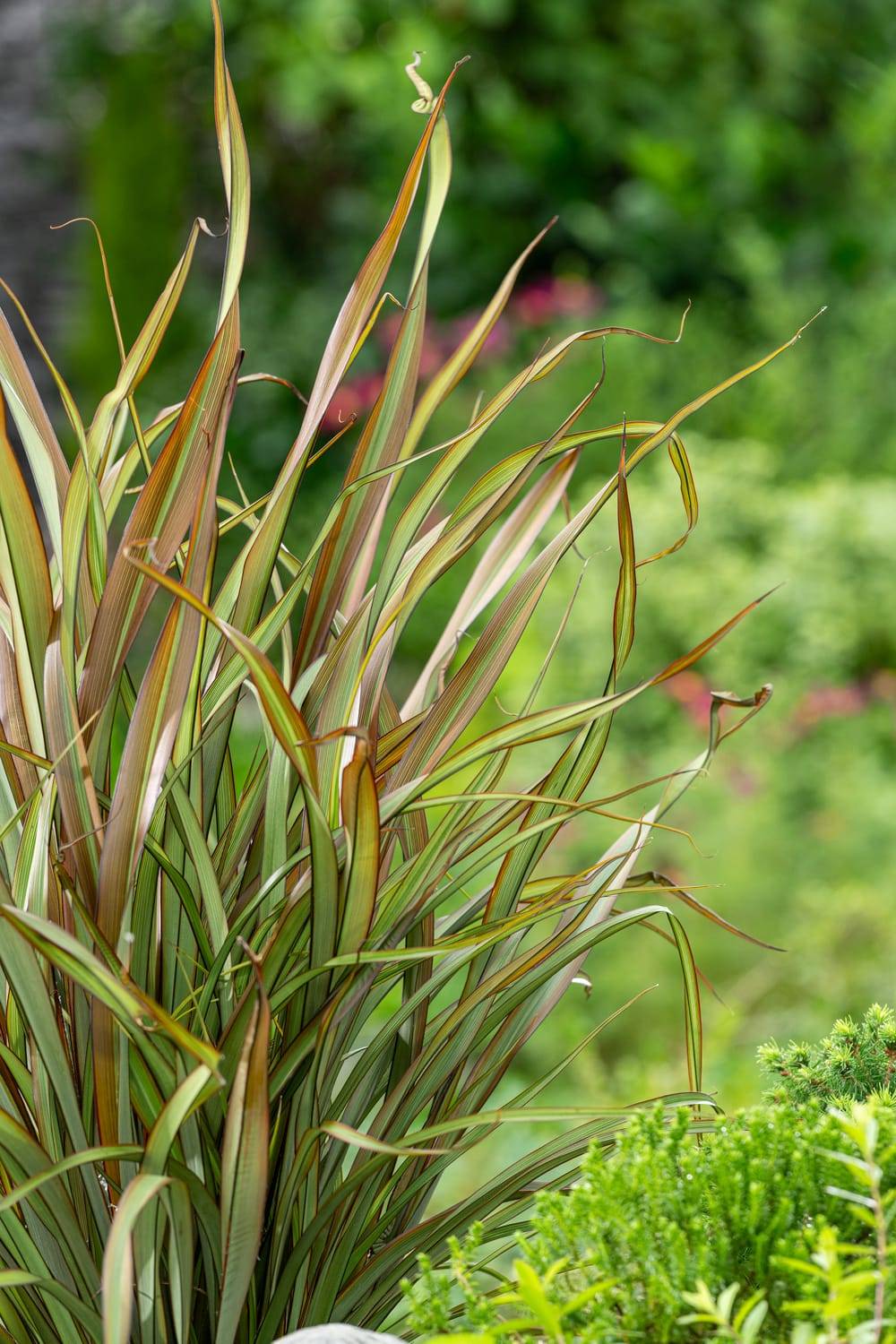 Phormium 'Tom Thumb' - Lin de Nouvelle-Zélande