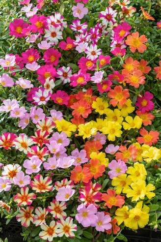 Portulaca 'Pazzaz' assorti - Pourpier à grandes fleurs
