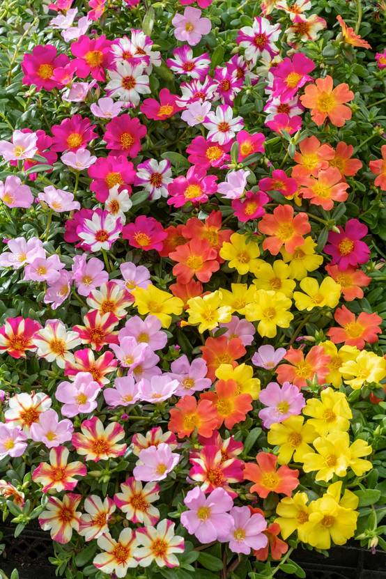 Portulaca 'Pazzaz' assorti - Pourpier à grandes fleurs