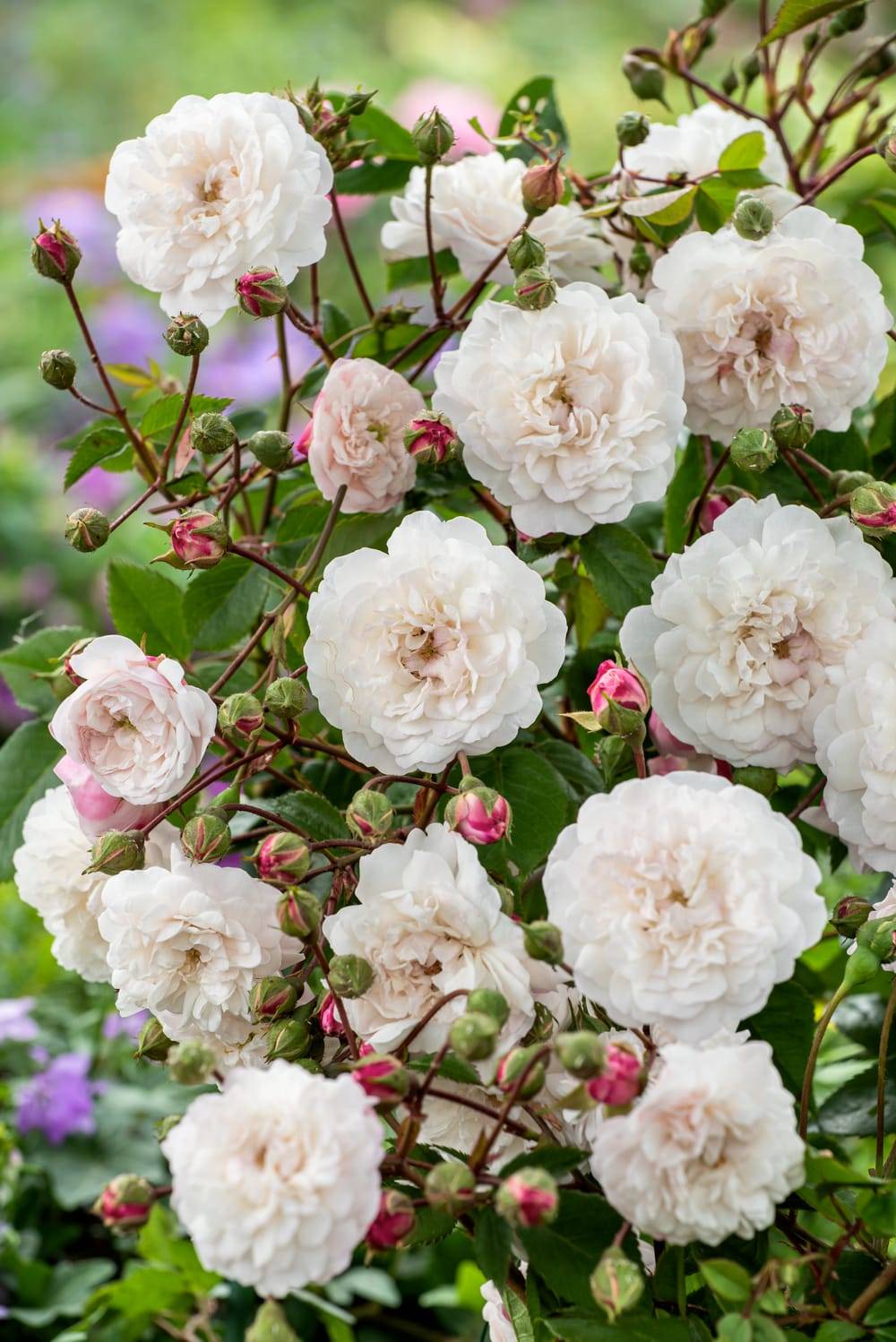 Rosier paysager 'Little White Pet'