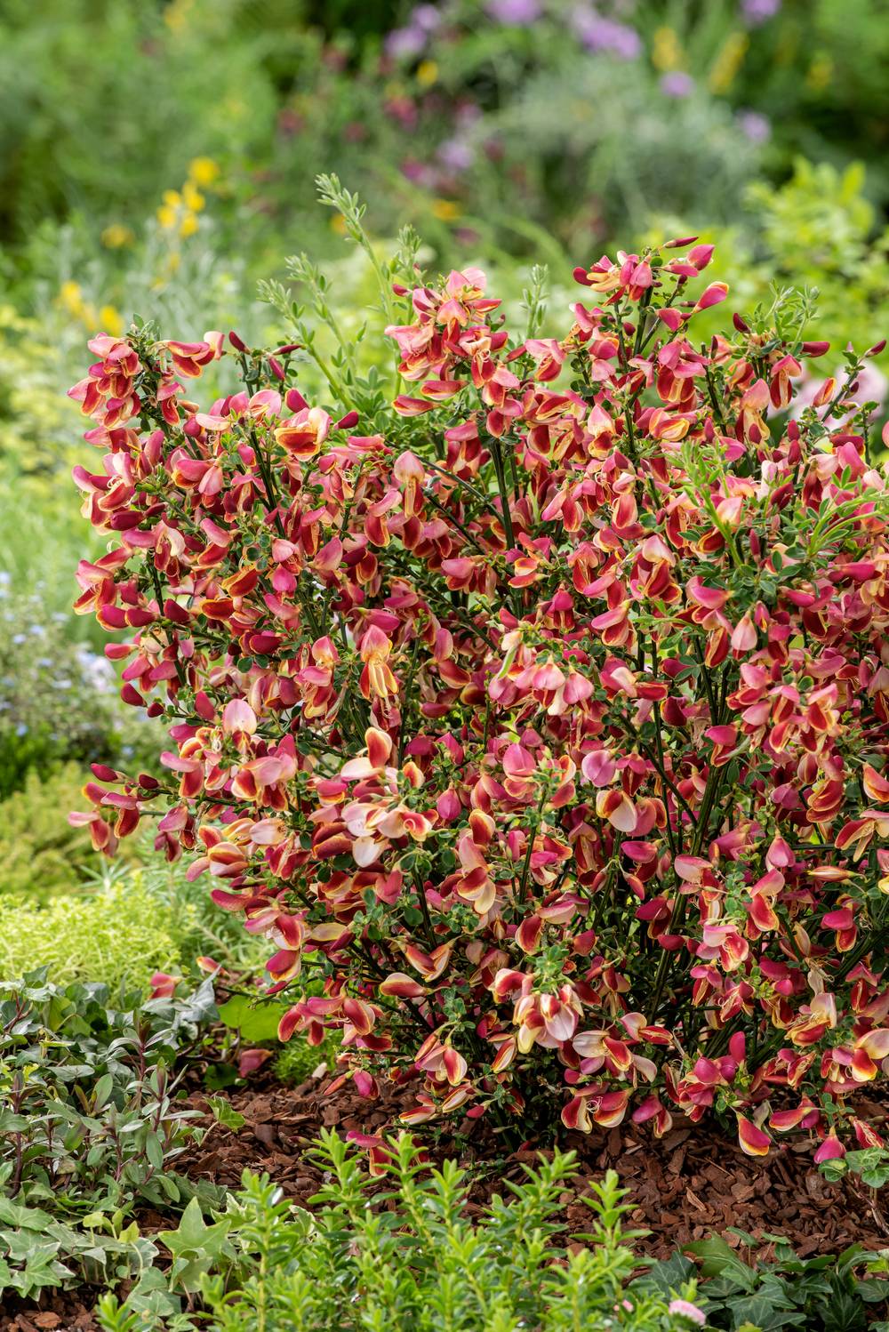 CYTISUS scoparius 'Palette' 40/60 C4L-RC