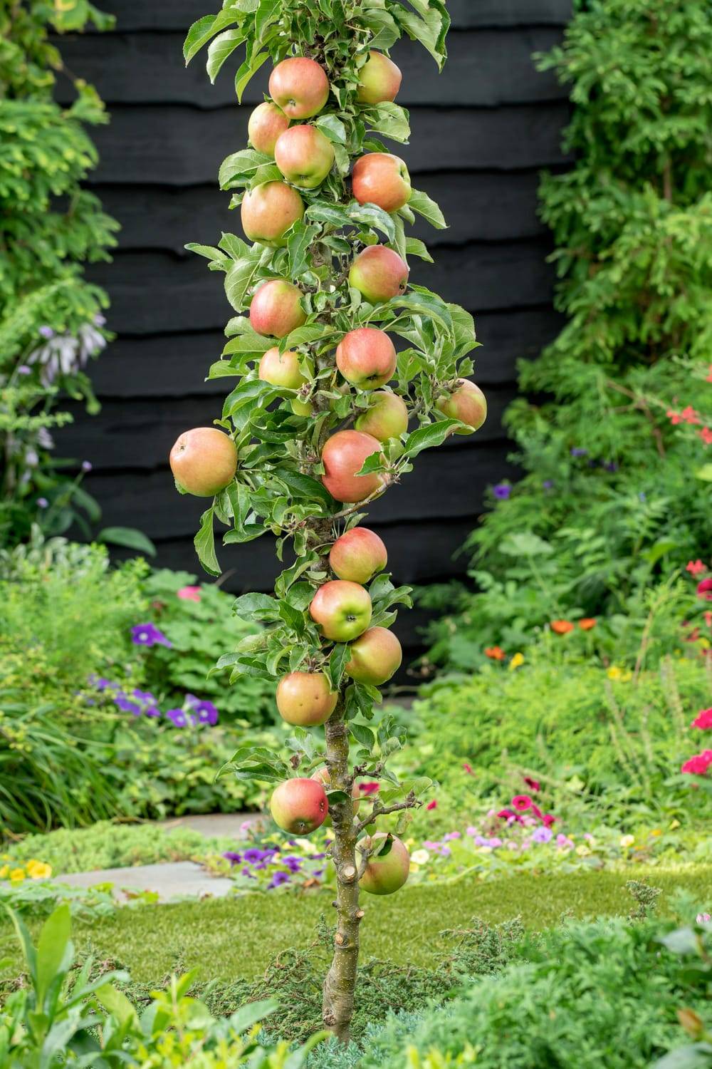 Pommier colonnaire 'Redcats'