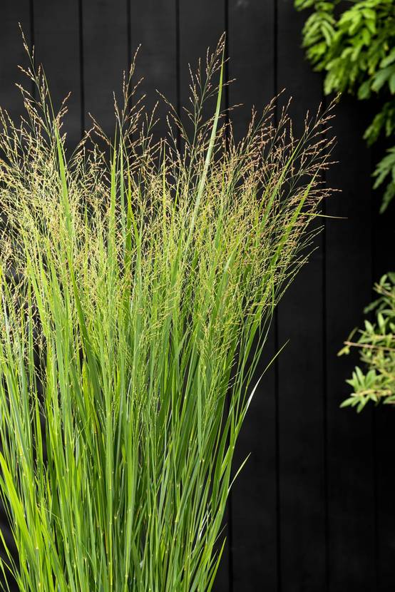 Panicum virgatum 'Northwind' - Graminée Panic érigé