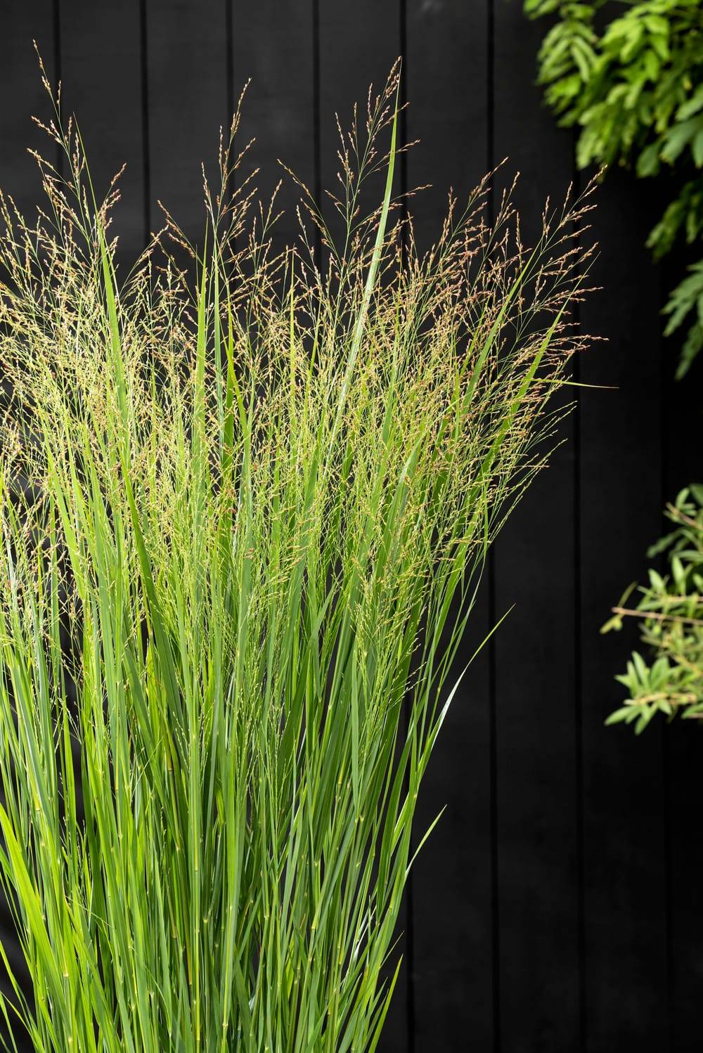 Panicum virgatum 'Northwind' - Graminée Panic érigé