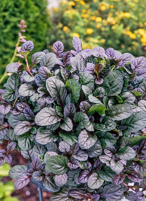 Ajuga reptans 'Mahogany' - Buggle