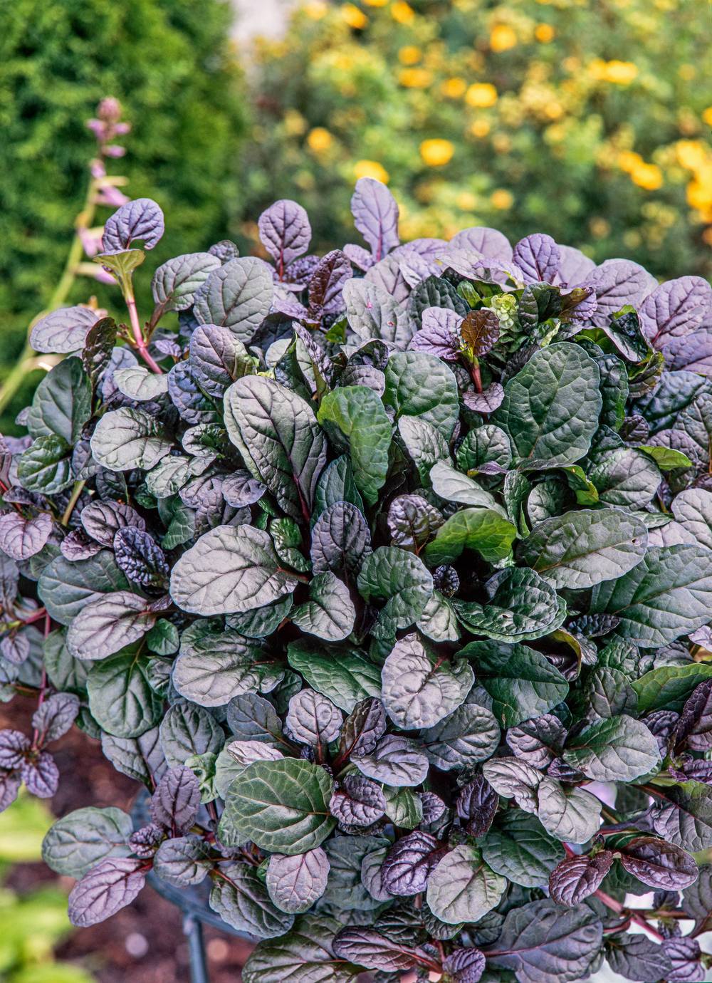 Ajuga reptans 'Mahogany' - Buggle