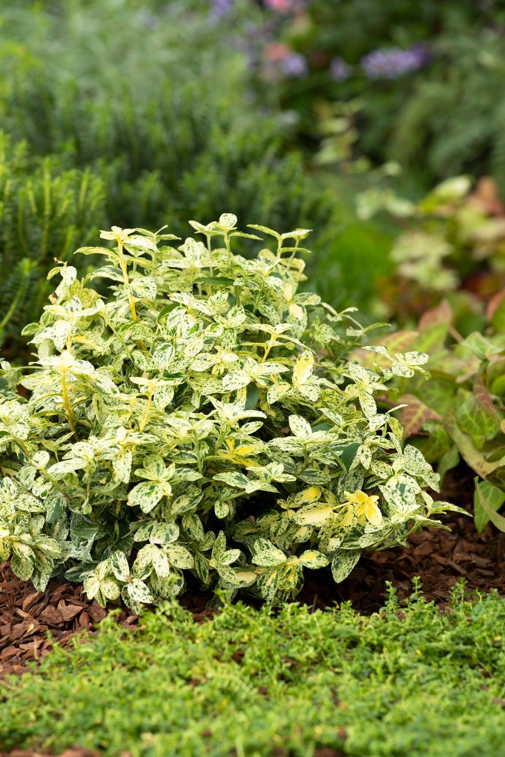Euonymus fortunei 'Golden Harlequin' - Fusain