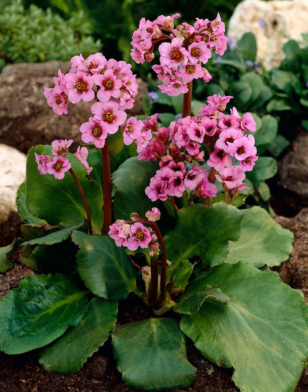 Bergenia cordifolia - Plante des savetiers