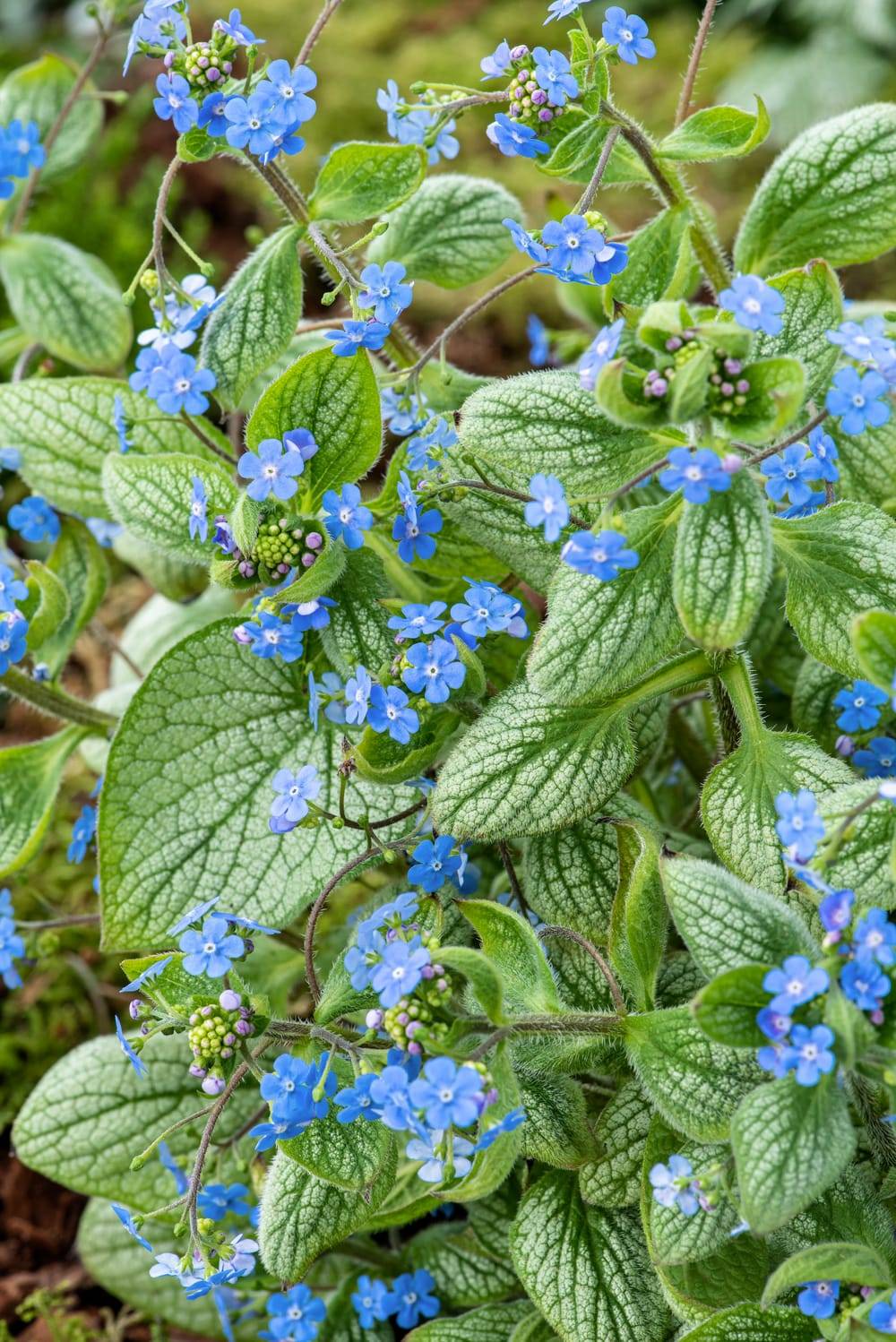 Brunnera macrophylla 'Sea Heart'