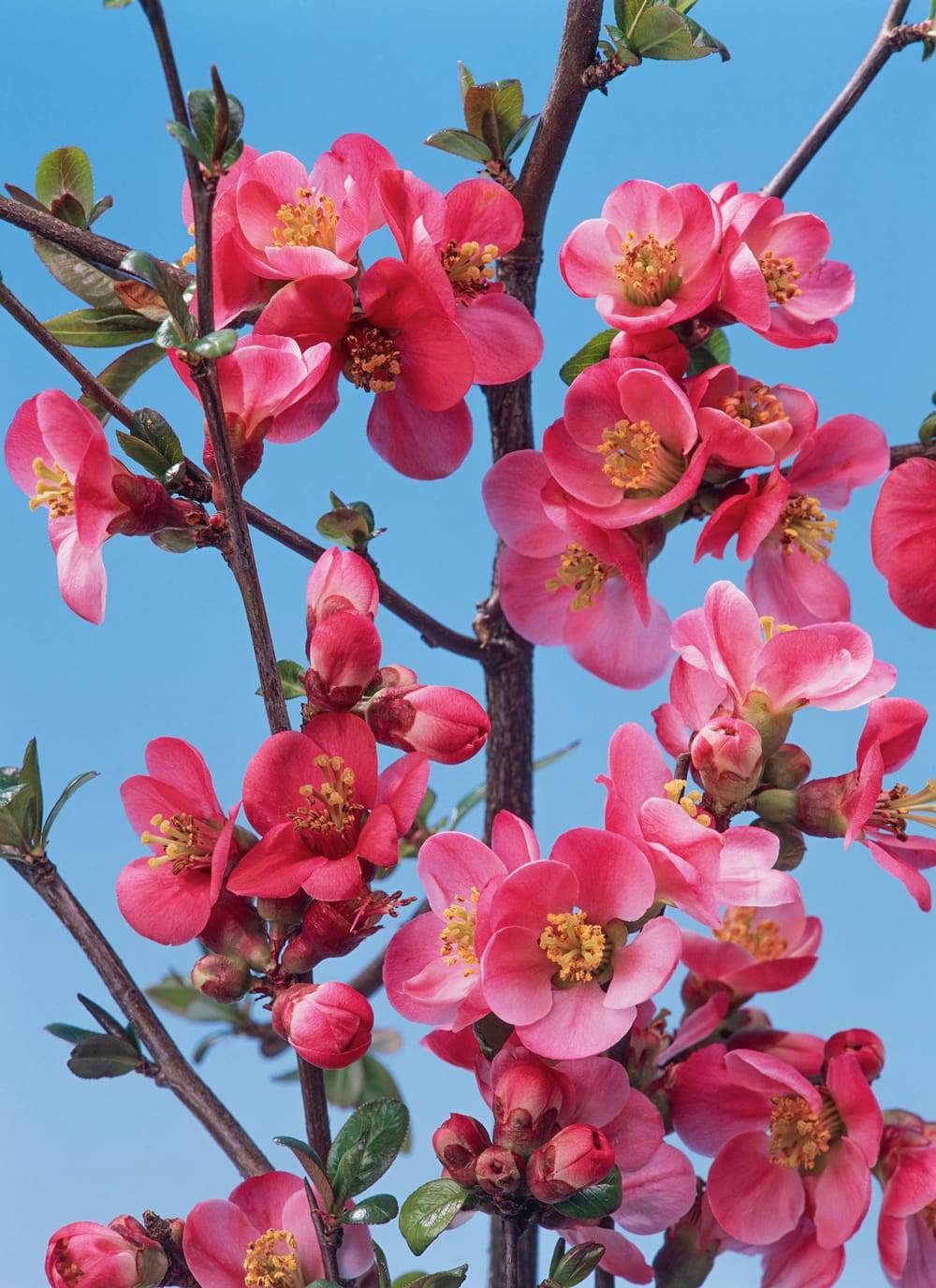 Chaenomeles speciosa 'Umbilicata' - Cognassier du Japon