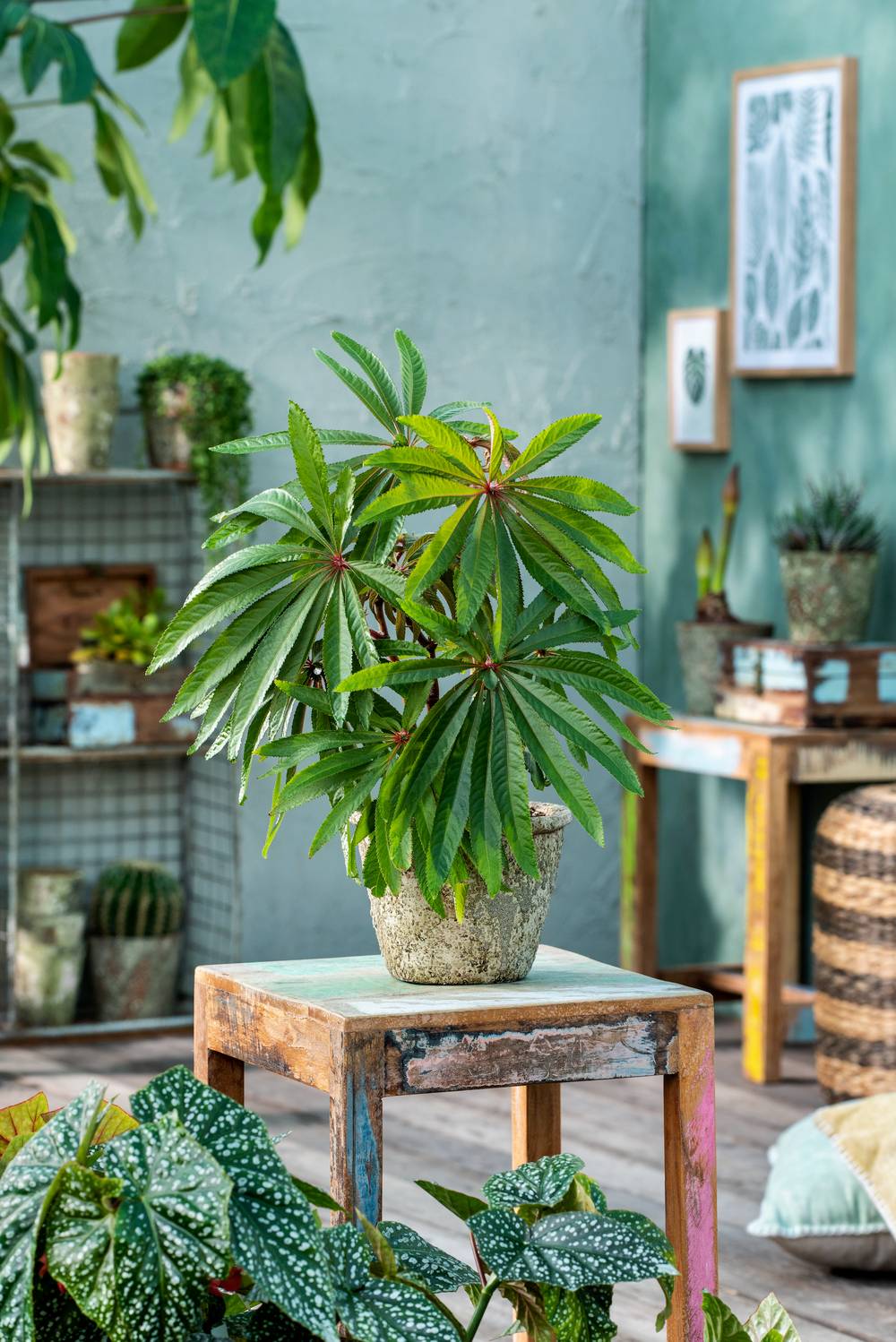 BEGONIA luxurians P16-TC