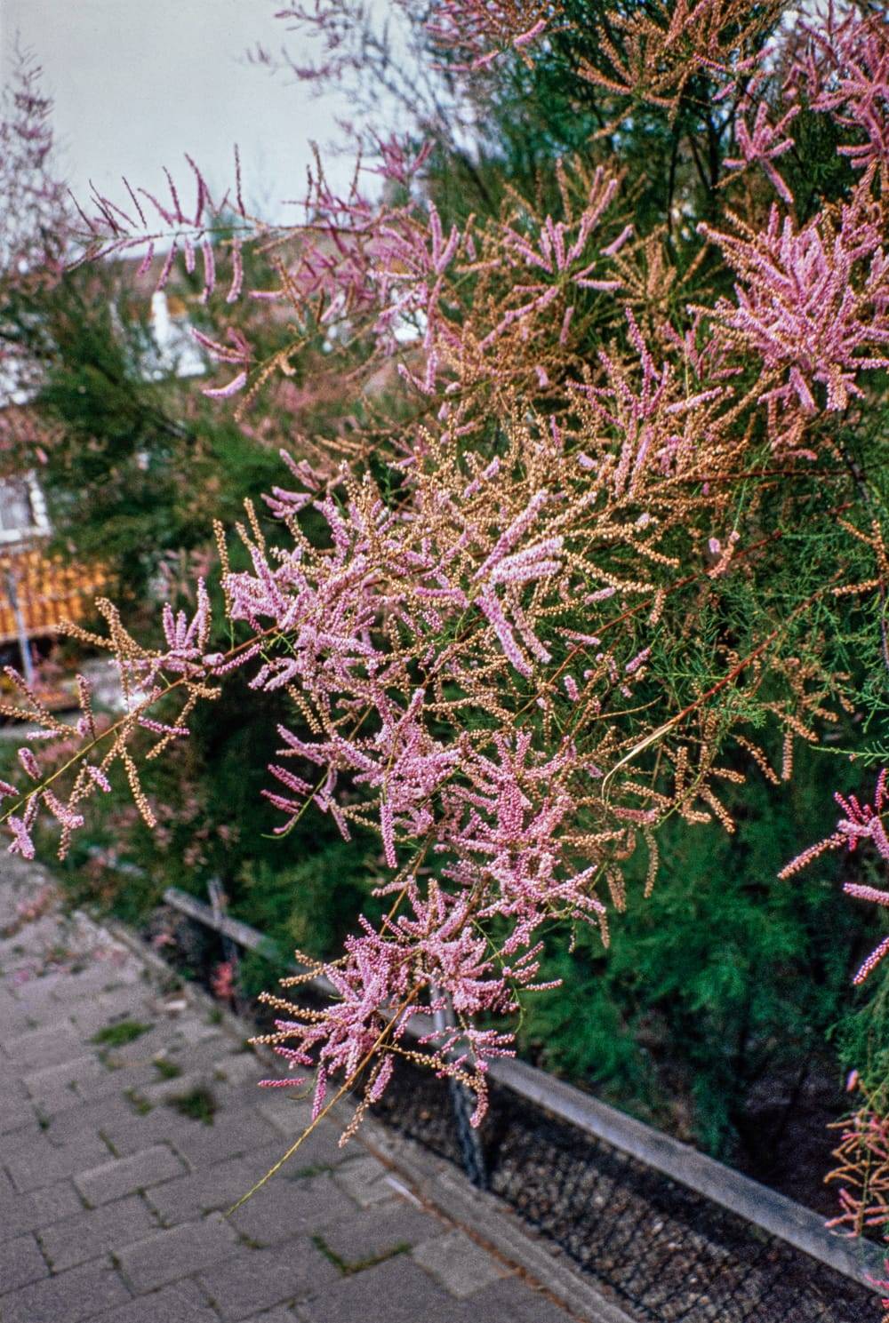 Tamarix ramosissima 'Rubra' - Tamaris d'été
