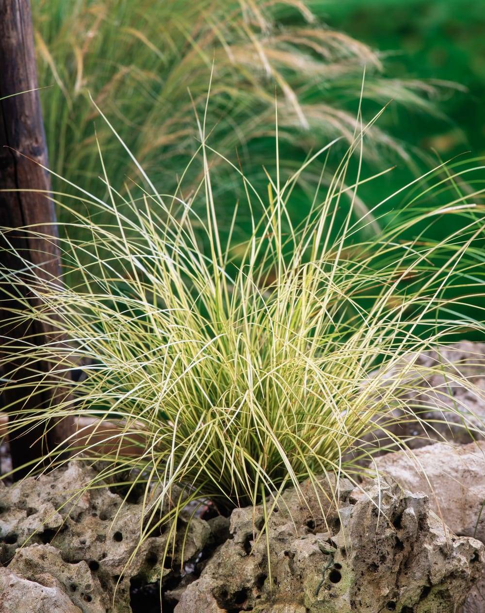 Carex brunnea 'Jenneke' - Graminée Laîche brune