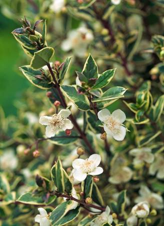 Myrtus 'Glanleam Gold' - Myrte