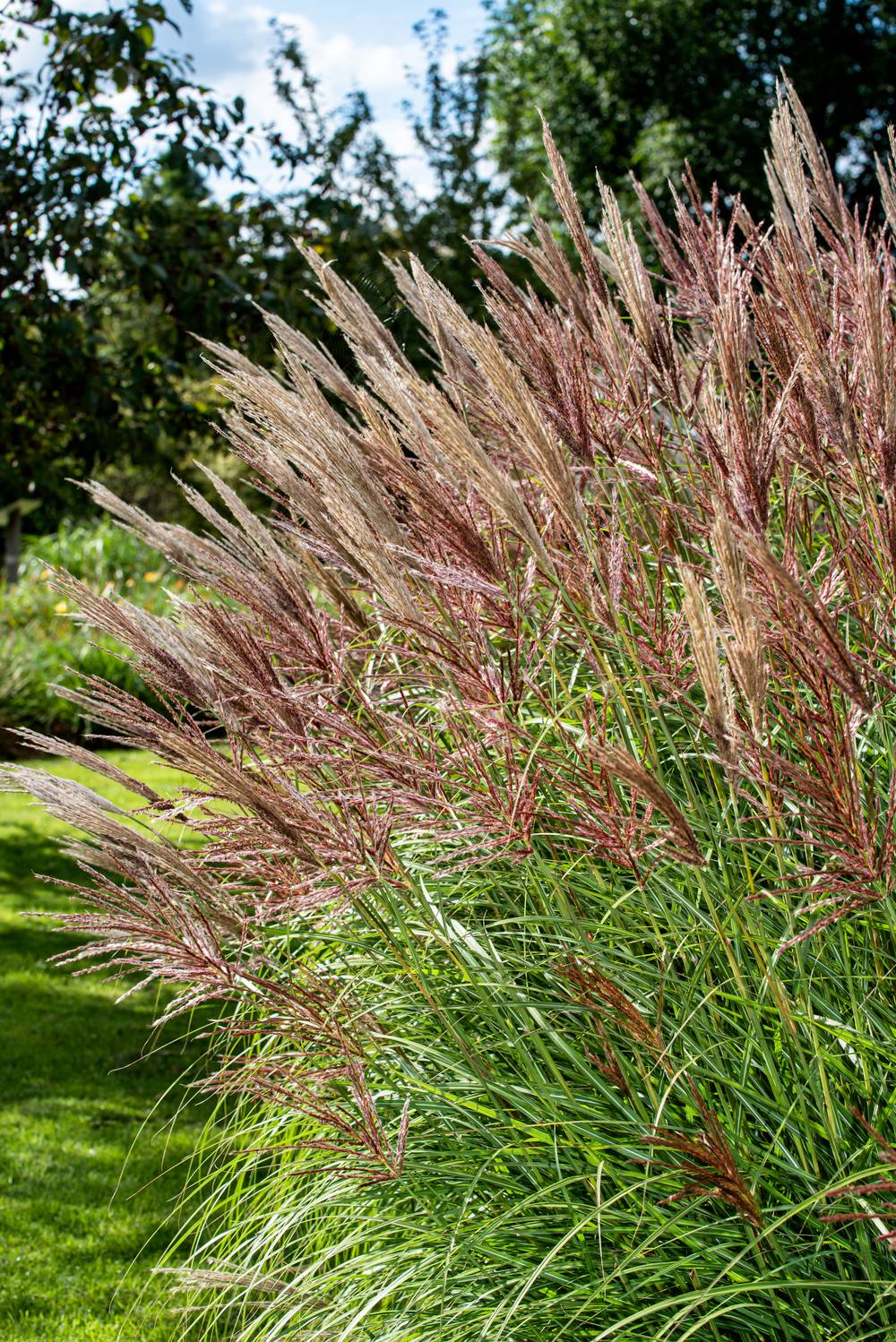 MISCANTHUS sinensis 'Red Chief' en pot de 4 litres