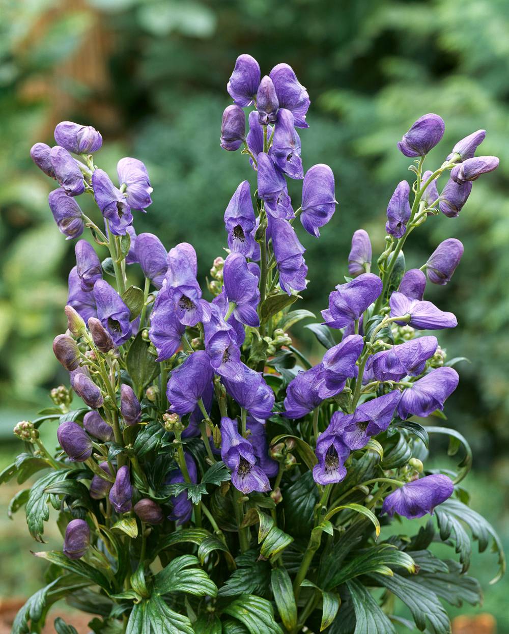 Aconitum carmichaelii 'Arendsii' - Aconit