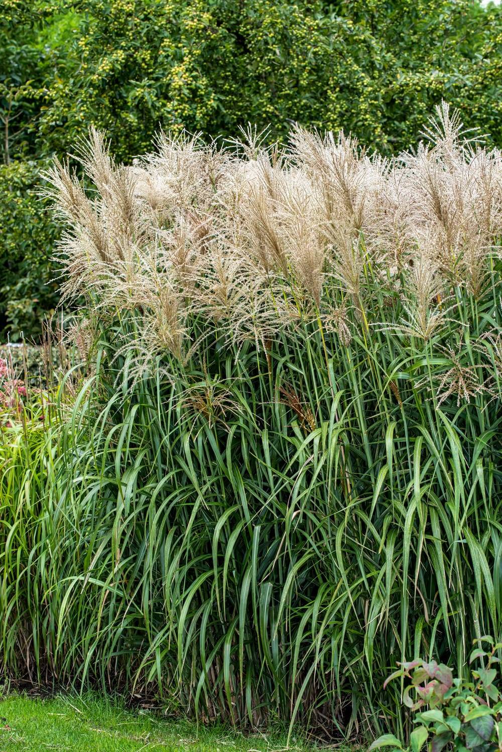 Miscanthus sinensis 'Ferner Osten' - Graminée Roseau de Chine