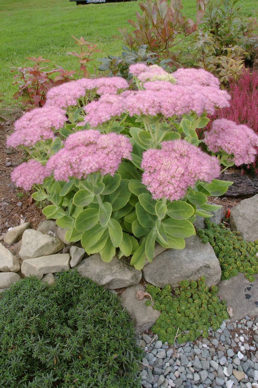 Sedum spectabile assorti