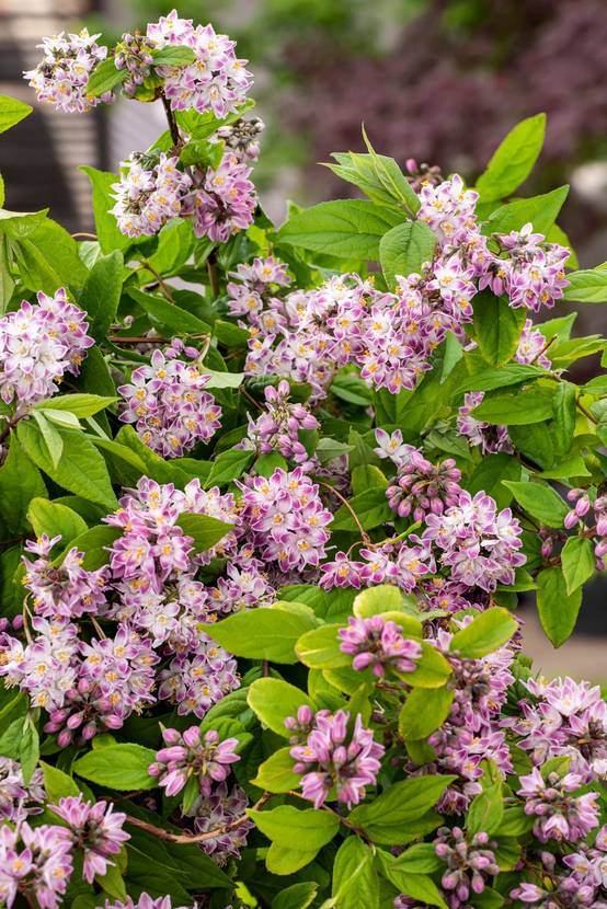 Deutzia Raspberry 'Sundae'®