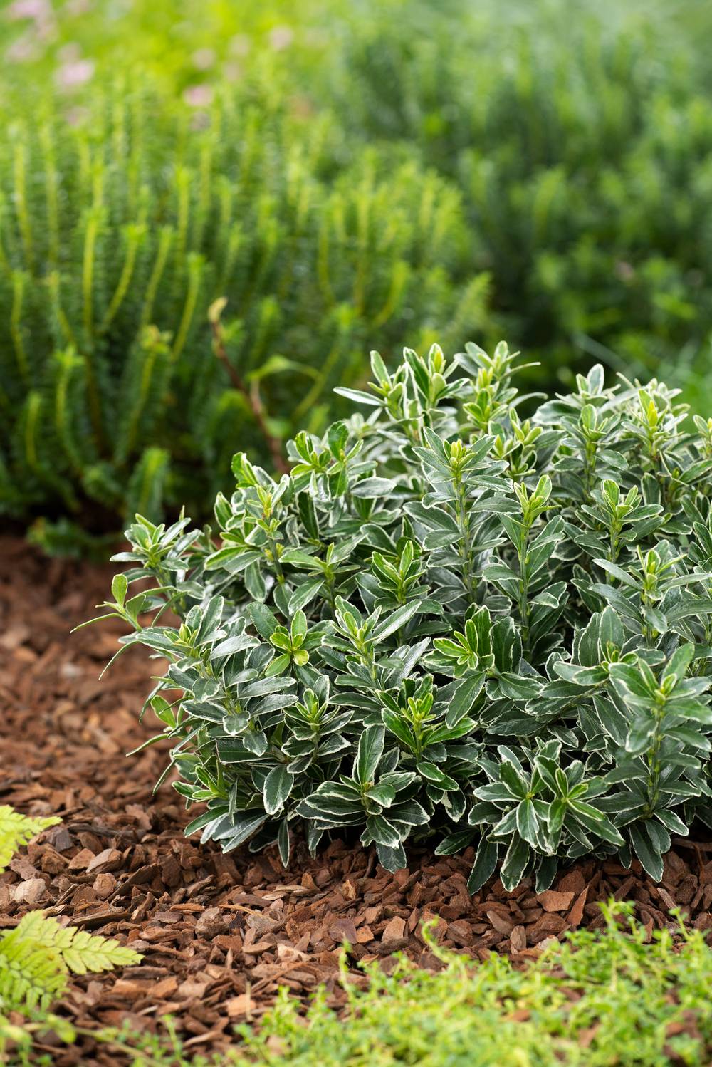 Euonymus japonicus 'Microphyllus Albovariegatus' - Fusain du Japon