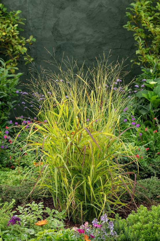 Panicum virgatum 'Rotstrahlbusch' - Graminée Panic érigé