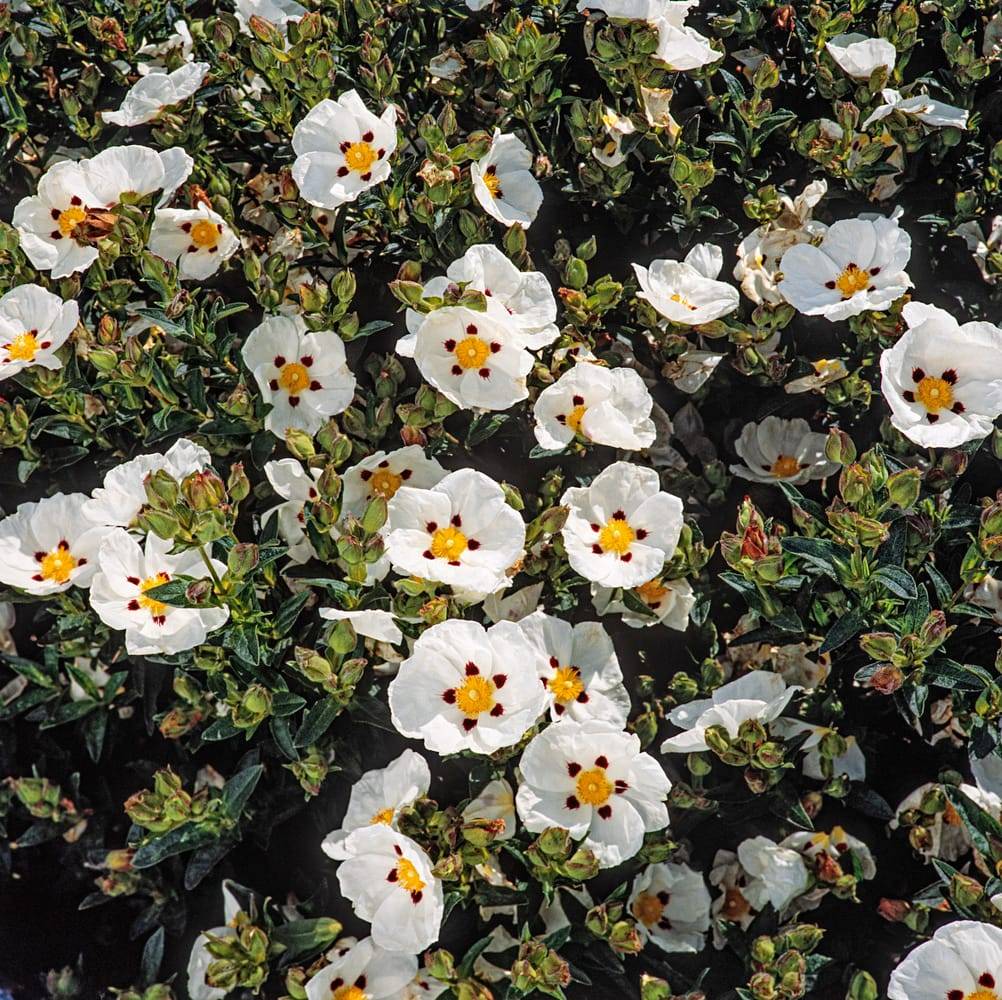 Cistus dansereaui 'Decumbens' - Ciste